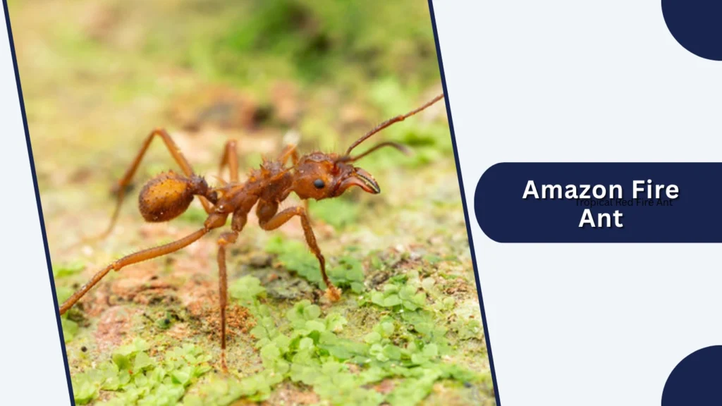 Amazon Fire Ant