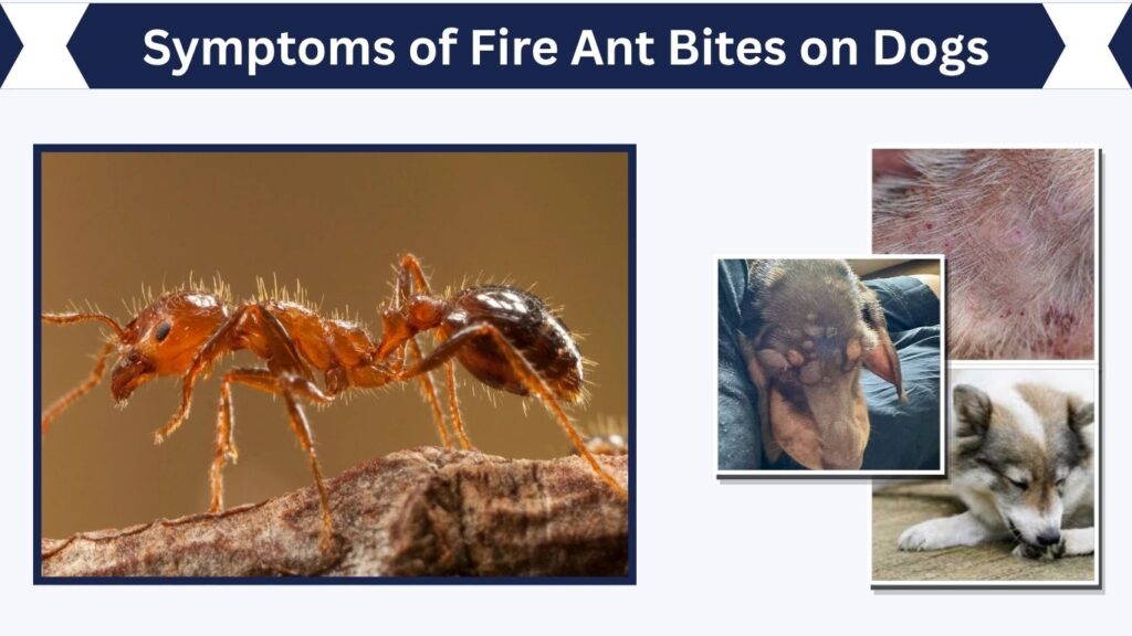 Symptoms of Fire Ant Bites on Dogs