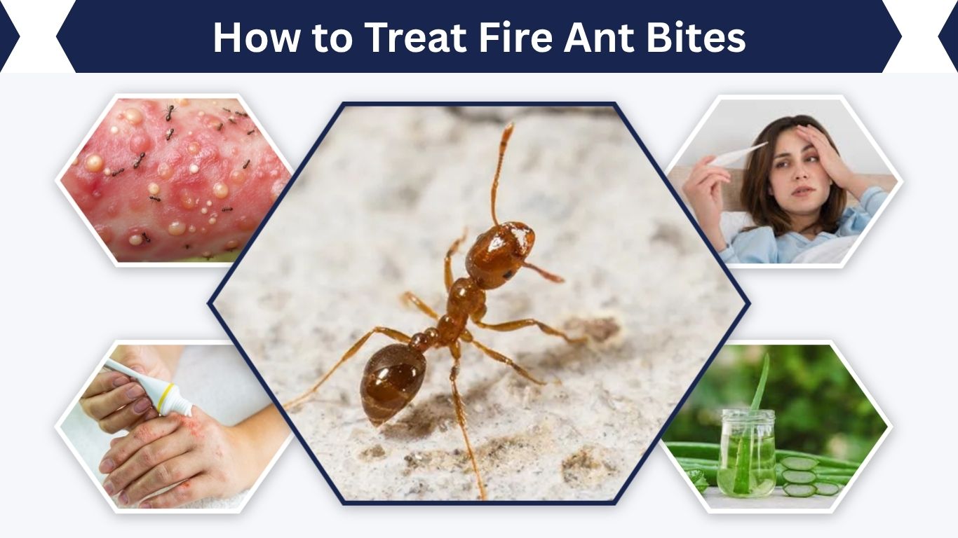How to Treat Fire Ant Bites: Fast Relief for Humans & Pets