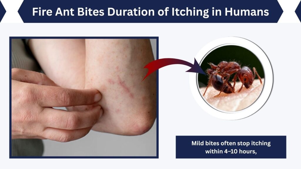 Fire Ant Bites Duration of Itching in Humans