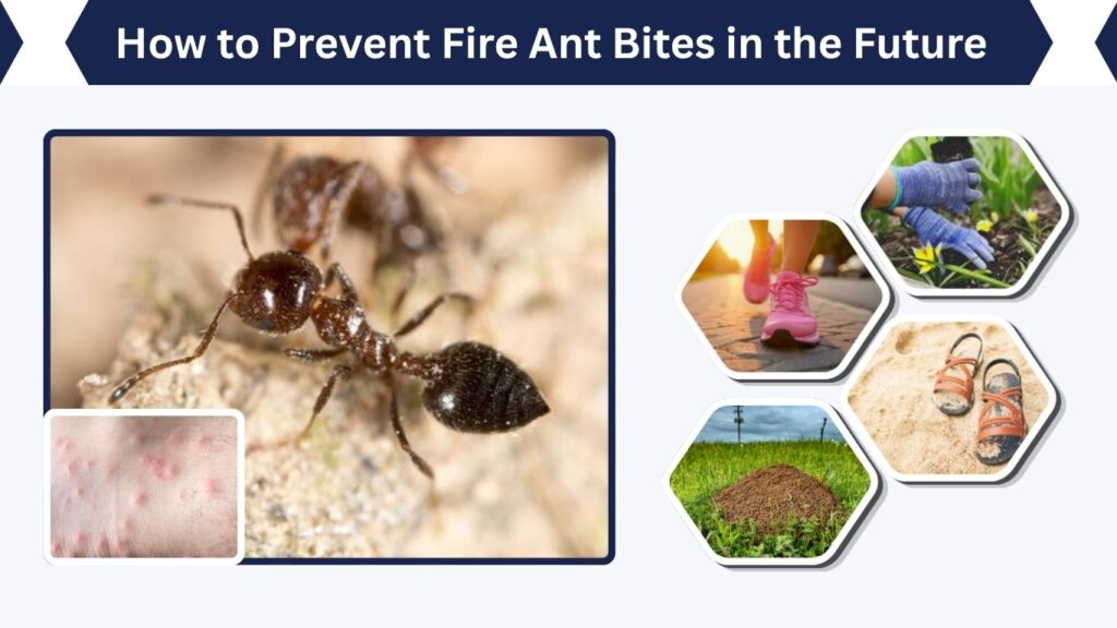 Wear long pants in fire ant habitats