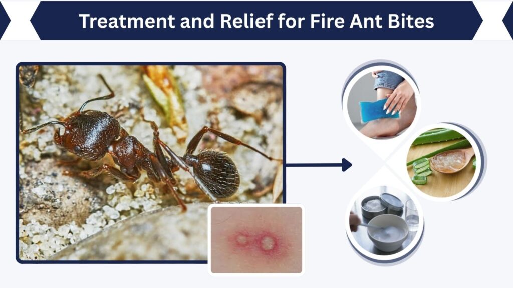 Treatment and Relief for Fire Ant Bites