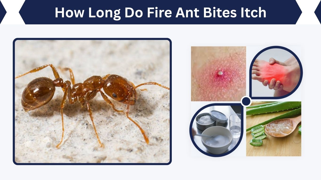 How Long Do Fire Ant Bites Itch: Causes and Relief Tips