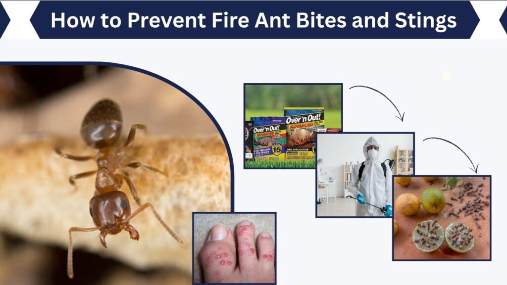 How to Prevent Fire Ant Bites and Stings