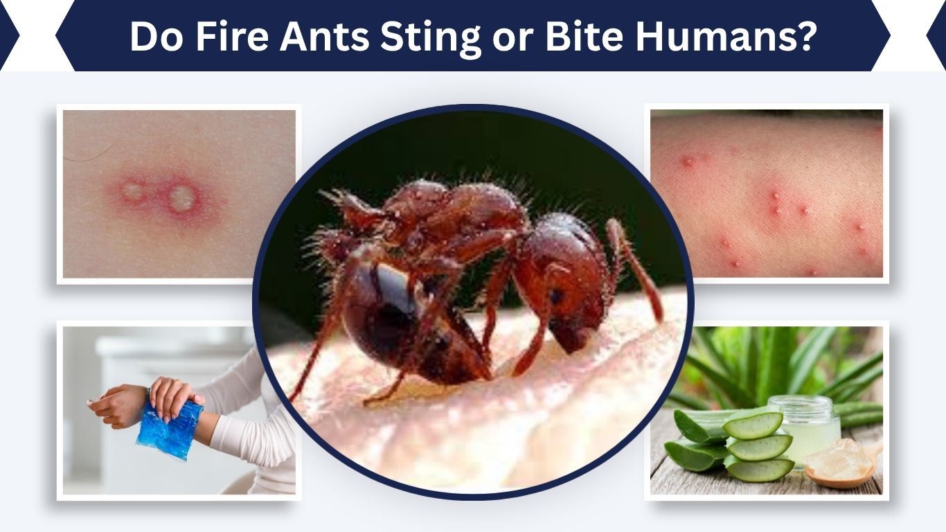 Do Fire Ants Sting or Bite Humans? Complete Guide