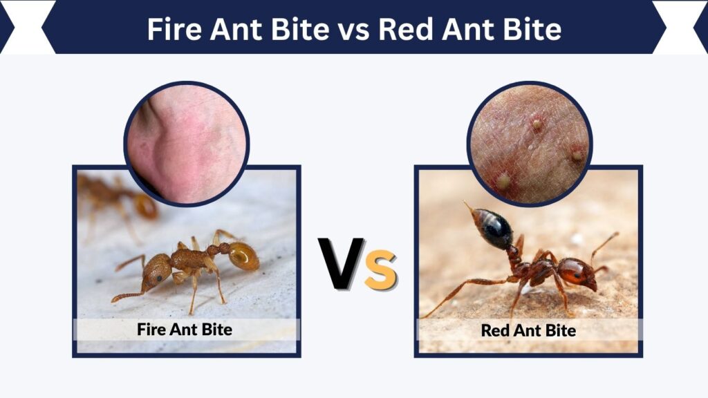 Fire Ant Bite vs Red Ant Bite