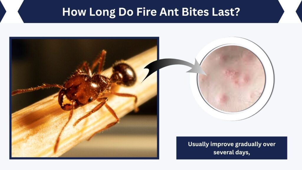 How Long Do Fire Ant Bites Last?