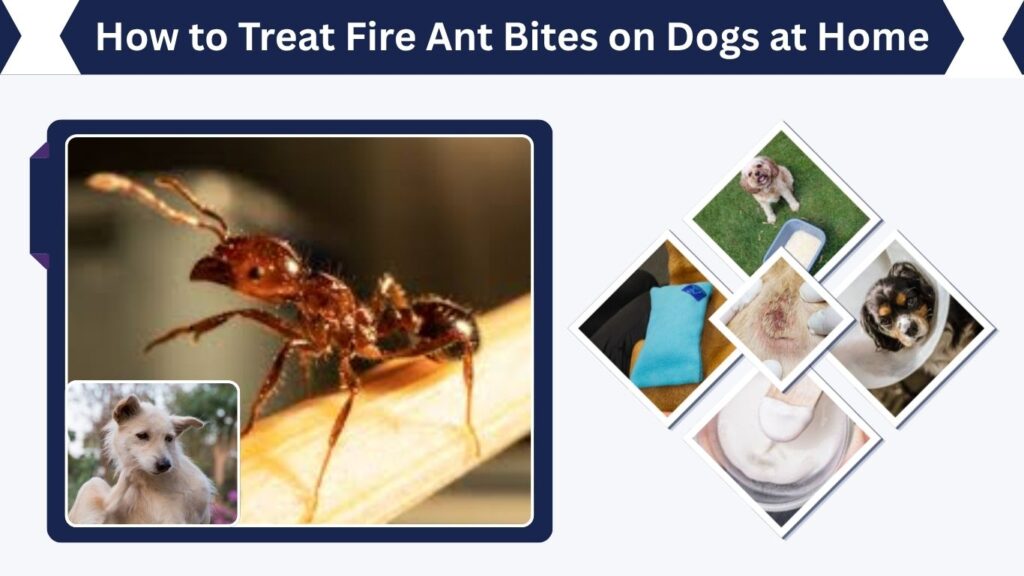 How to Treat Fire Ant Bites on Dogs at Home
