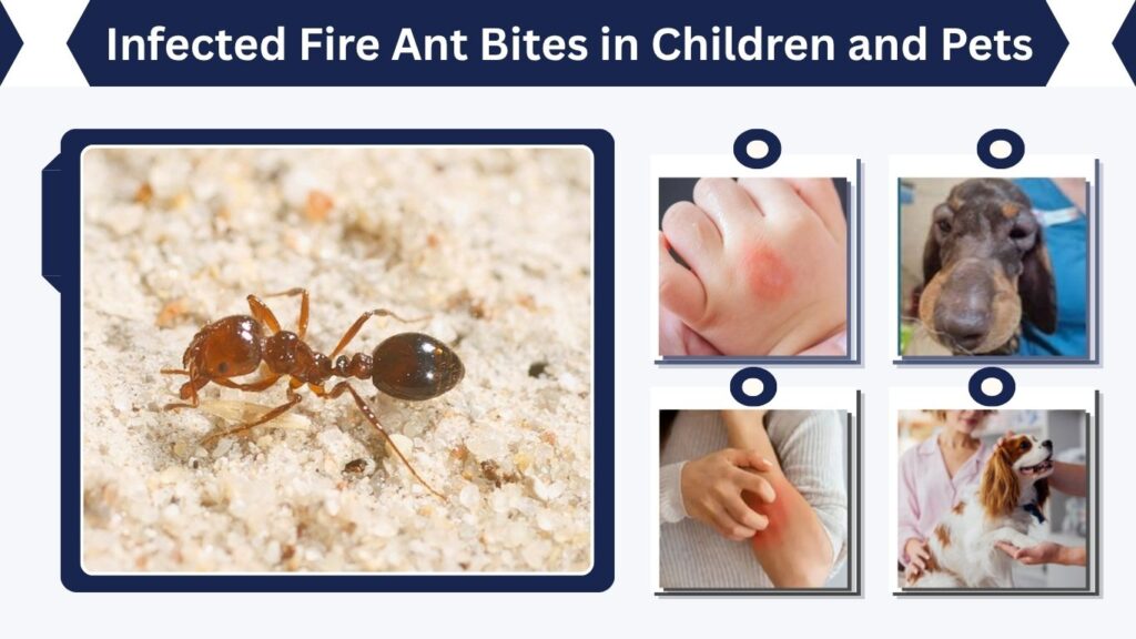 Infected Fire Ant Bites in Children and Pets