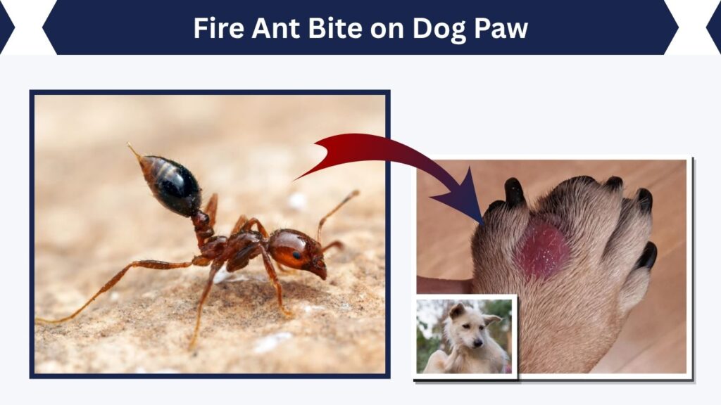 Fire Ant Bite on Dog Paw