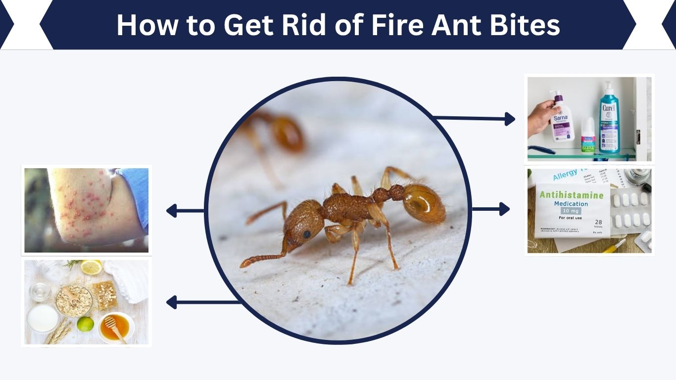 How to Get Rid of Fire Ant Bites Fast and Safely