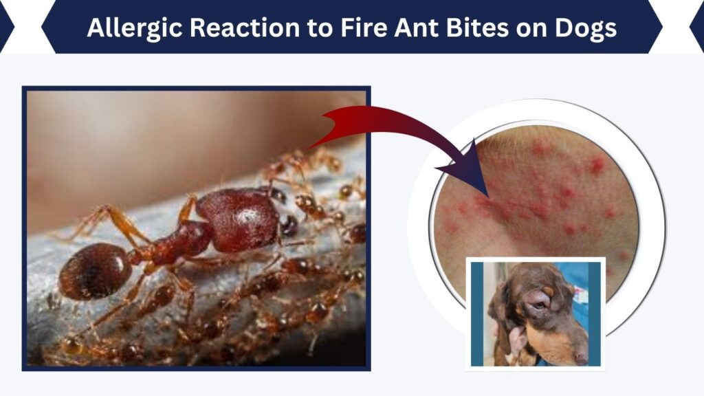 Allergic Reaction to Fire Ant Bites on Dogs