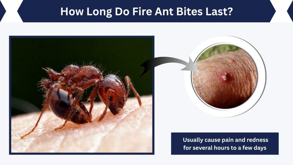 How Long Do Fire Ant Bites Last?