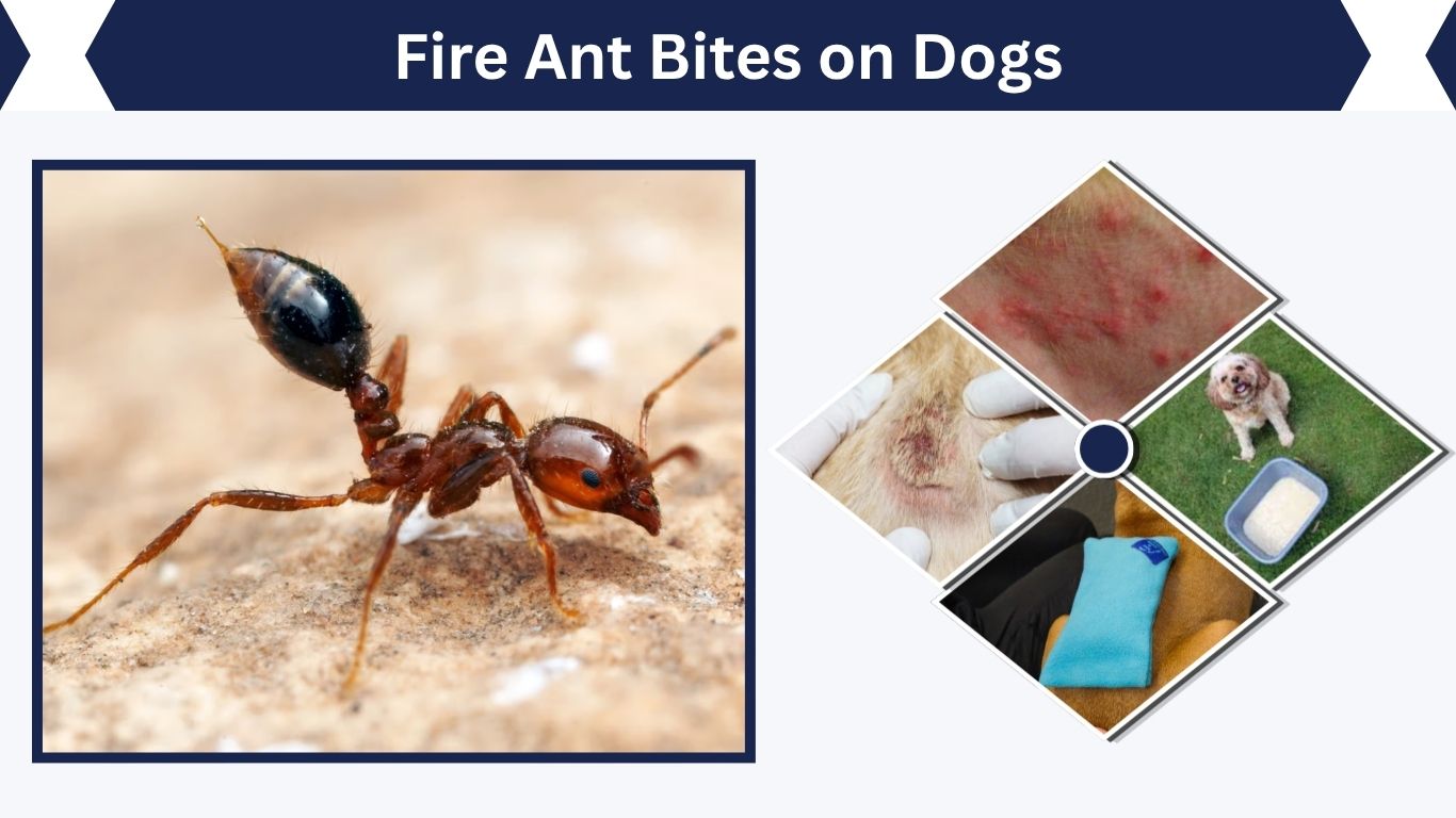 Fire Ant Bites on Dogs: Symptoms, Treatment, Vet Warning Signs