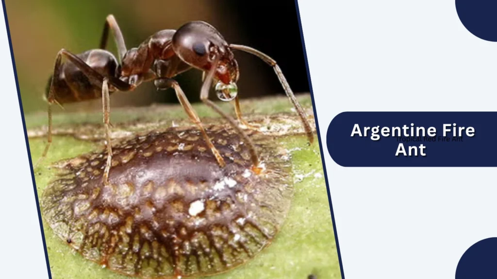  Argentine Fire Ant