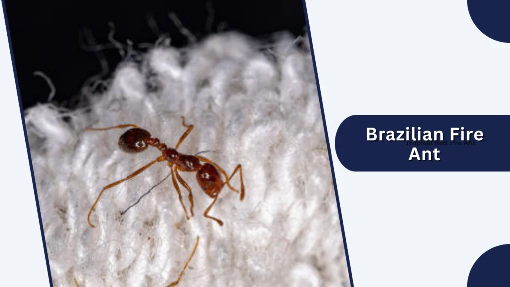 Brazilian Fire Ant