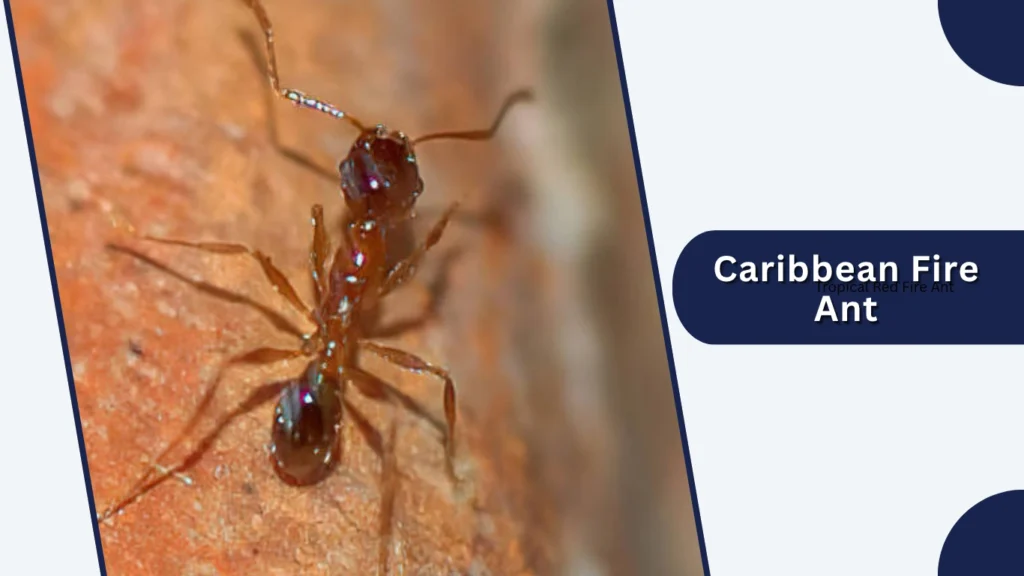 Caribbean Fire Ant