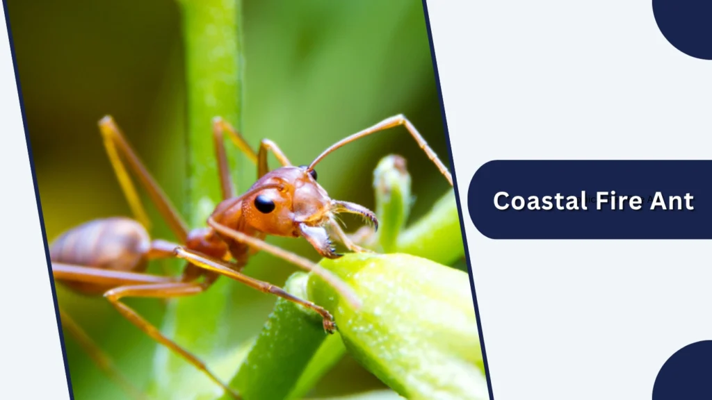 Coastal Fire Ant