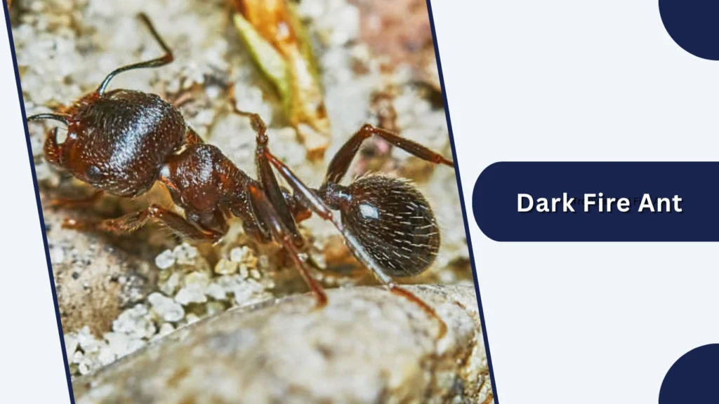 Dark Fire Ant