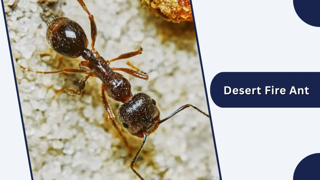 Desert Fire Ant