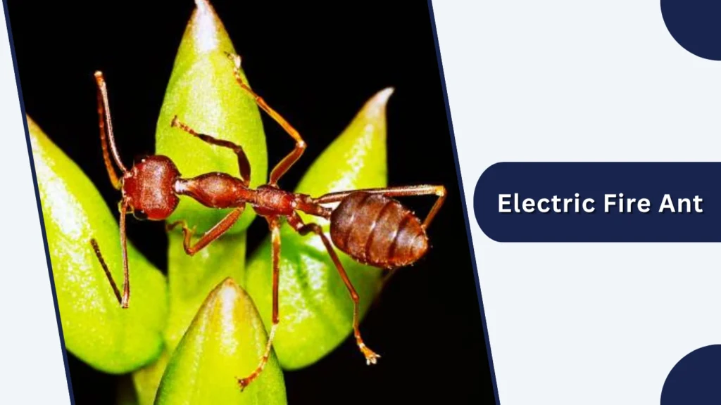 Electric Fire Ant