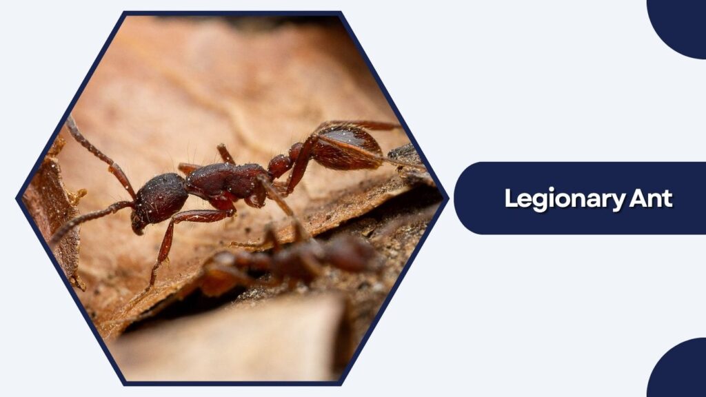 Legionary Ant