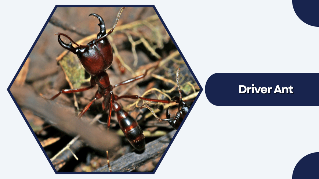 Driver Ant
