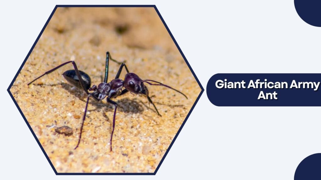 Giant African Army Ant