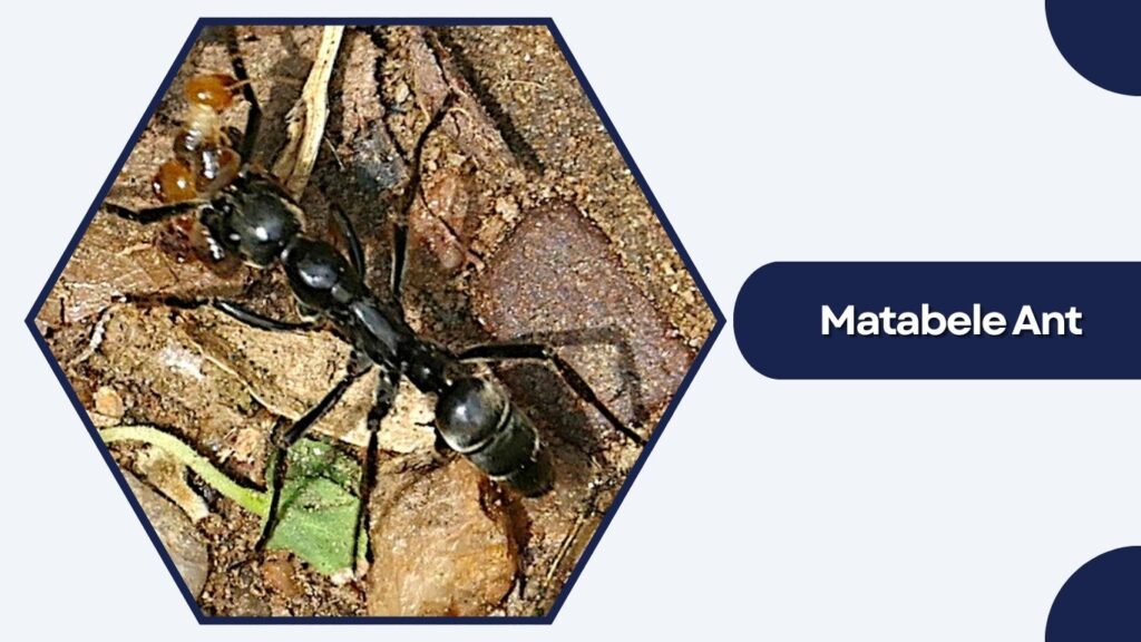 Matabele Ant