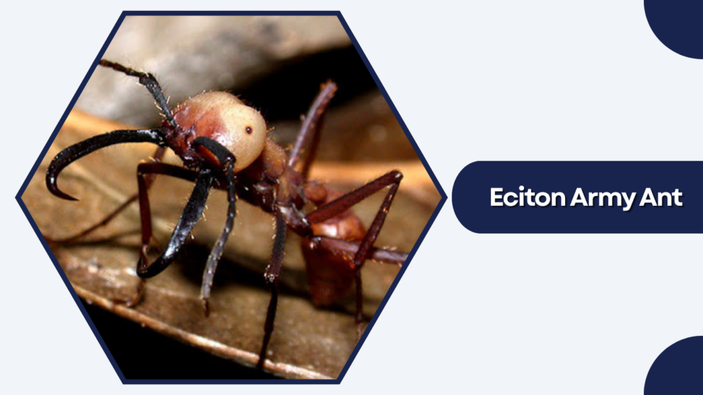 Eciton Army Ant