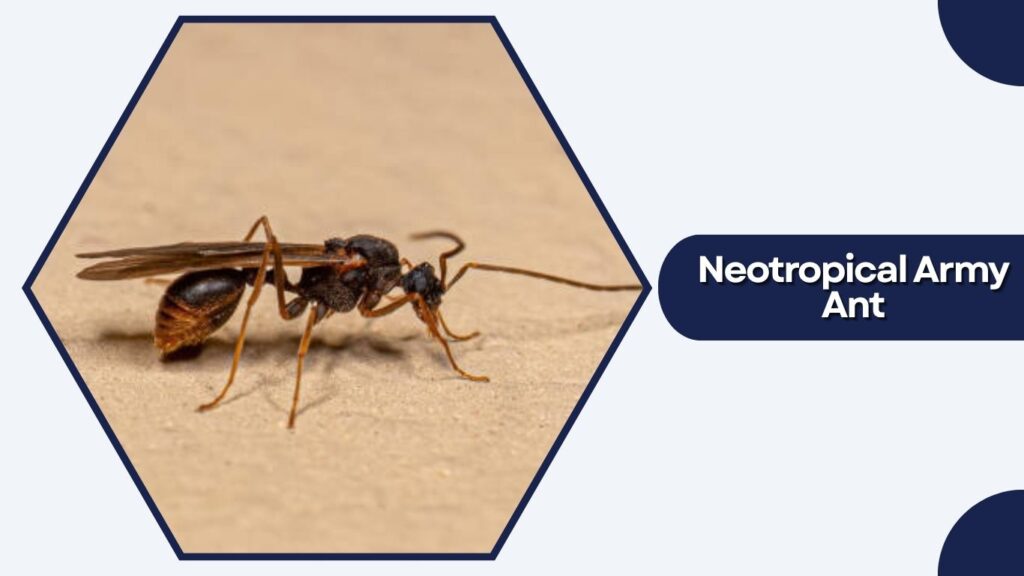 Neotropical Army Ant
