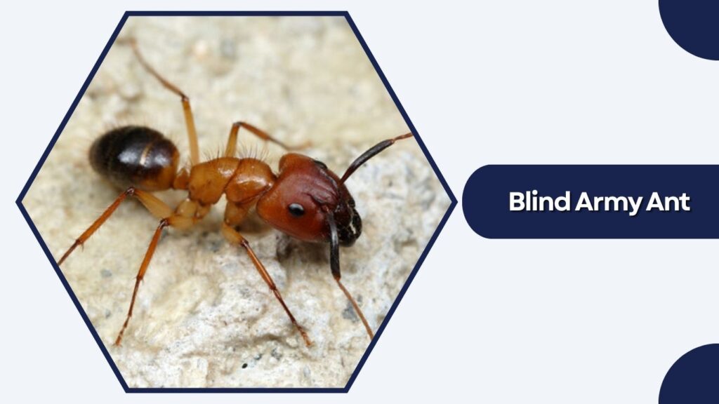 Blind Army Ant