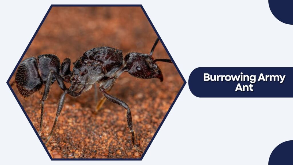Burrowing Army Ant