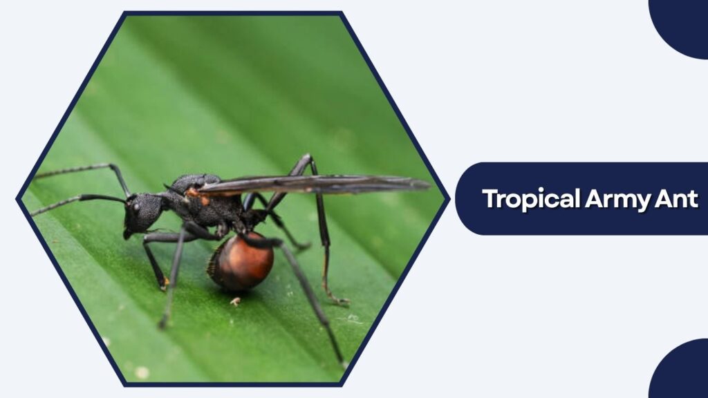 Tropical Army Ant