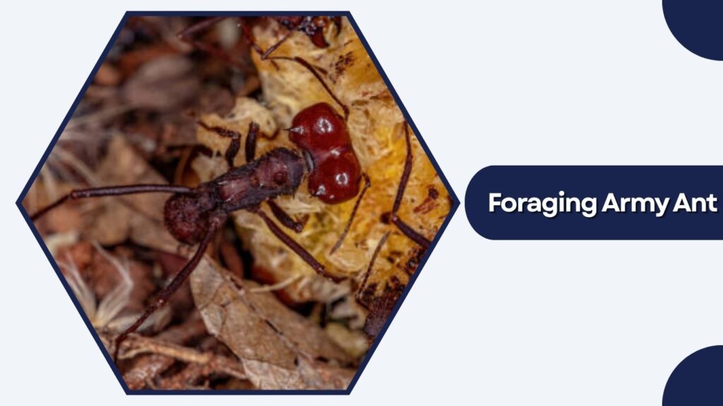 Foraging Army Ant