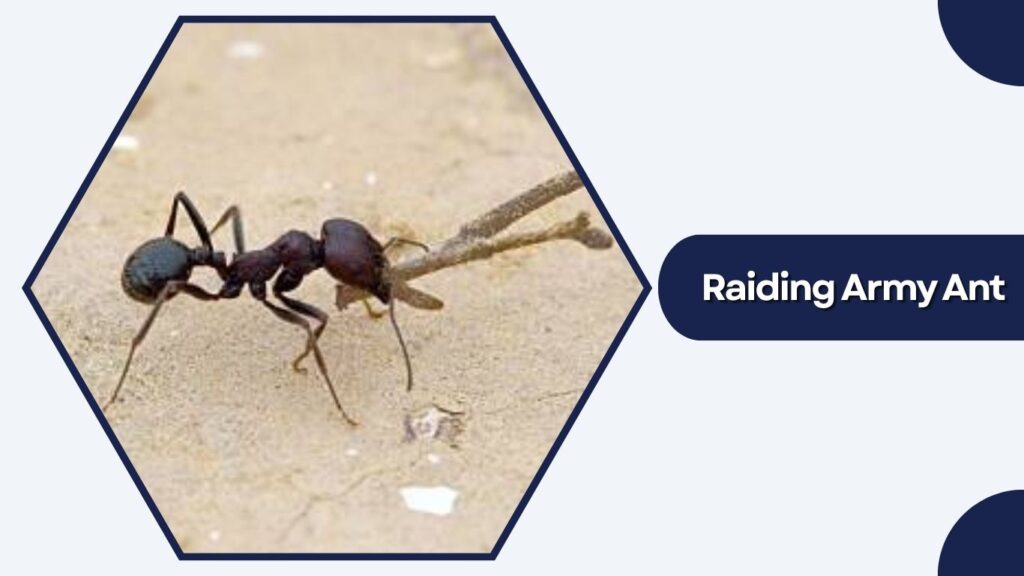 Raiding Army Ant