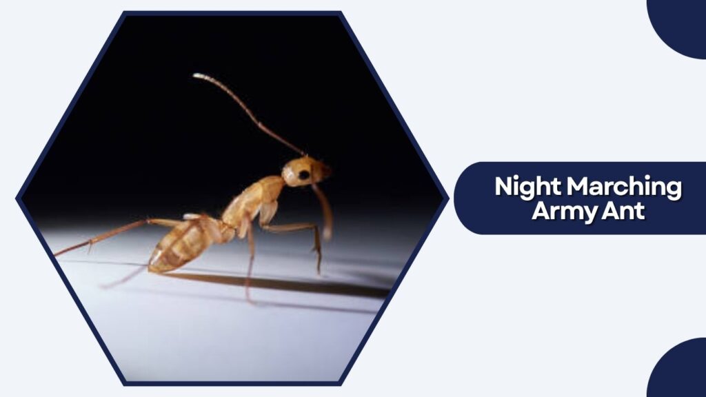 Night Marching Army Ant