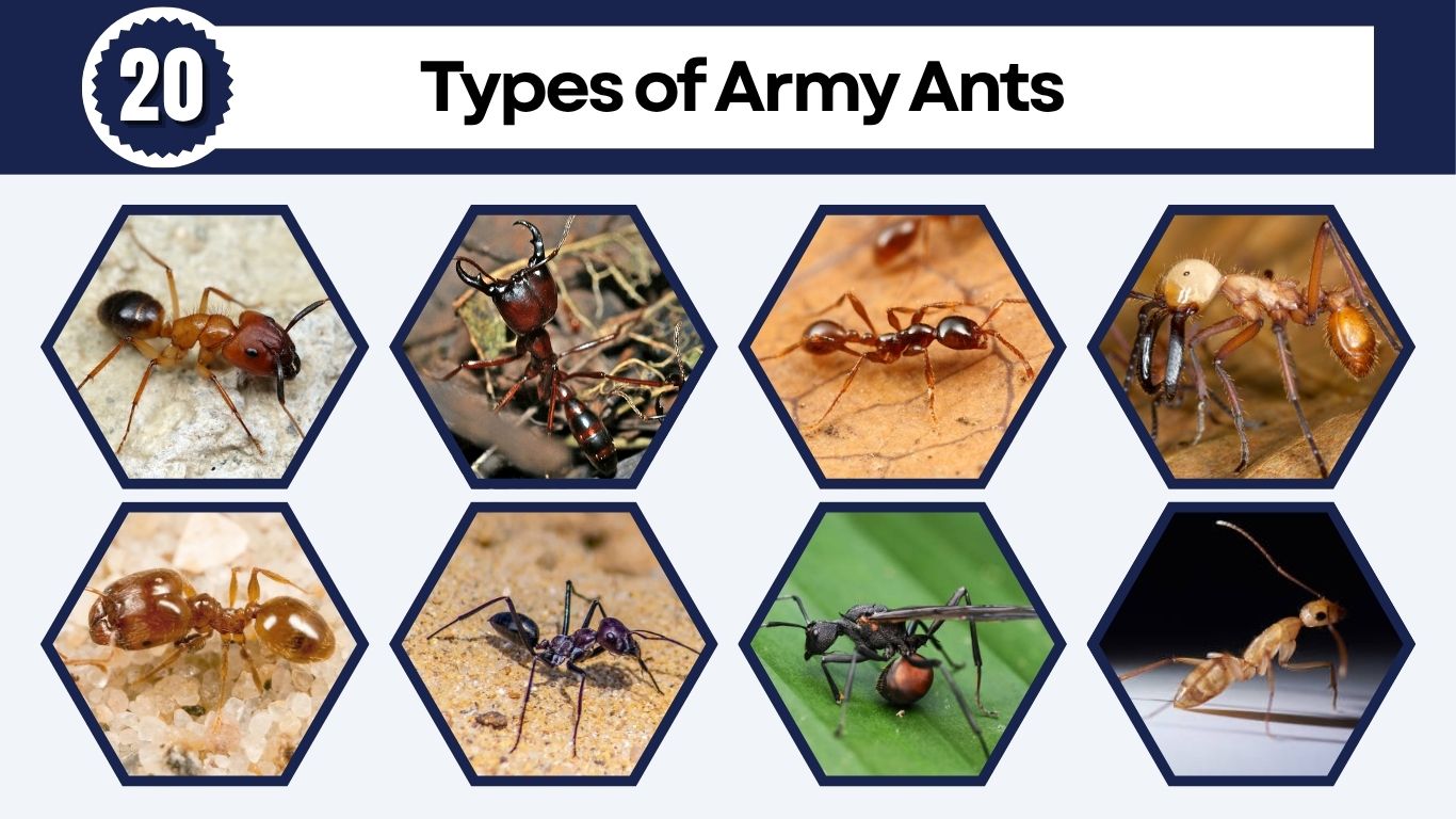20 Types of Army Ants: Identification, Pictures and Facts