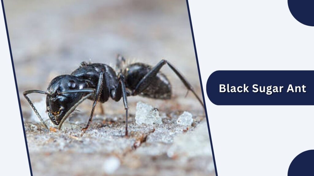 Black Sugar Ant
