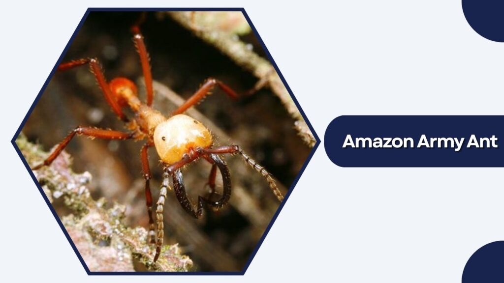 Amazon Army Ant
