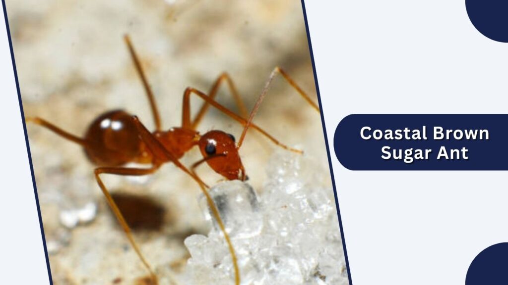 Coastal Brown Sugar Ant