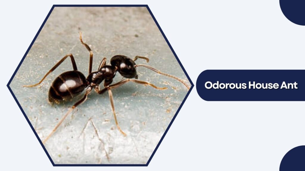 Odorous House Ant