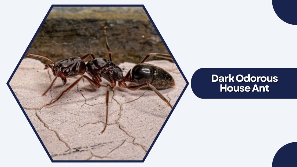 Dark Odorous House Ant