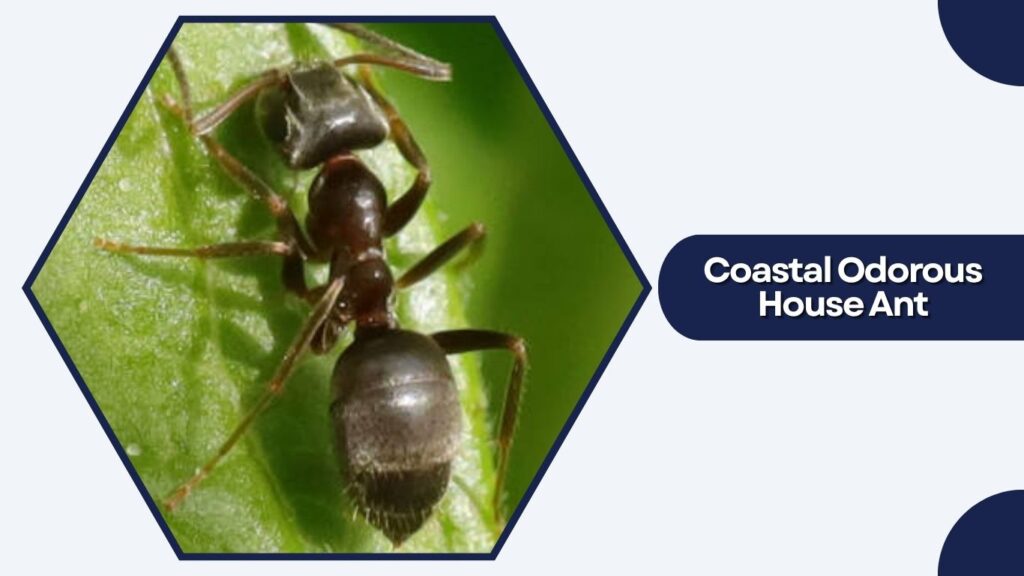Coastal Odorous House Ant