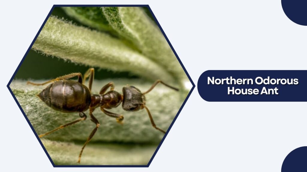 Northern Odorous House Ant