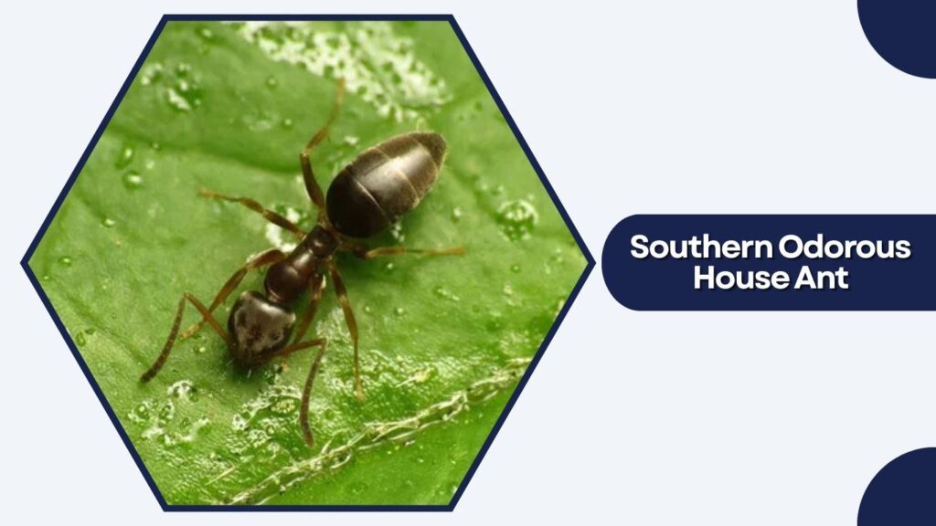 Southern Odorous House Ant