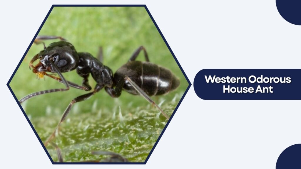 Western Odorous House Ant