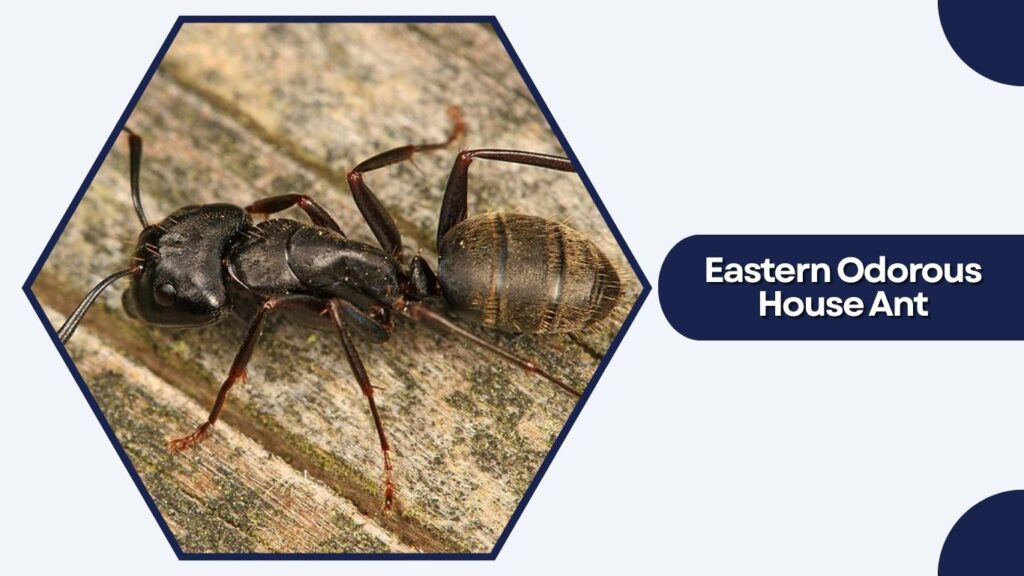 Eastern Odorous House Ant