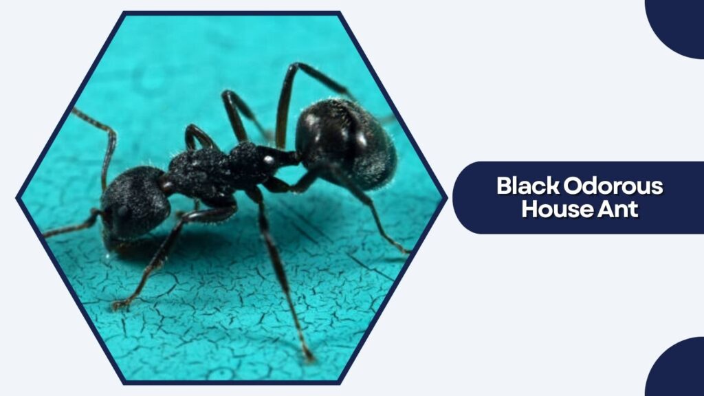 Black Odorous House Ant