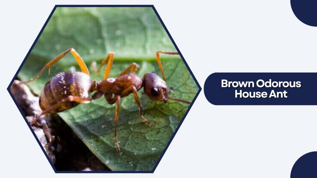 Brown Odorous House Ant